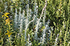 white sage