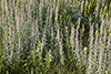 white sage