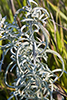 white sage