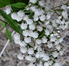 white snakeroot
