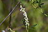 white sweet clover
