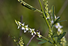 white sweet clover