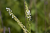 white sweet clover
