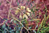 white wild indigo