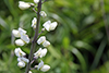 white wild indigo