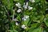 white wild indigo