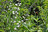 white wild indigo