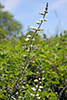 white wild indigo