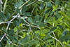 white wild indigo