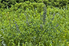 white wild indigo