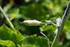 white wild indigo