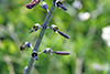 white wild indigo