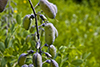 white wild indigo