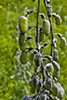 white wild indigo