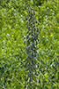 white wild indigo