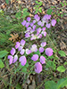 wild columbine