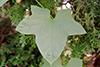 wild cucumber