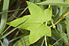 wild cucumber