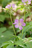 wild geranium