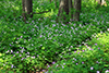 wild geranium