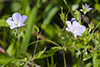 wild geranium