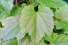 wild grape