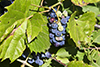 wild grape