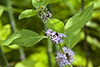 wild mint