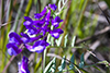 winter vetch