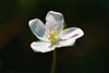 wood anemone