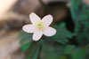 wood anemone