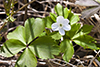 wood anemone