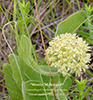 woolly milkweed