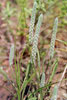 woolly plantain