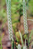 woolly plantain