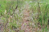 woolly plantain