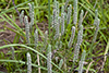 woolly plantain