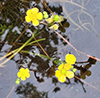 yellow water-crowfoot