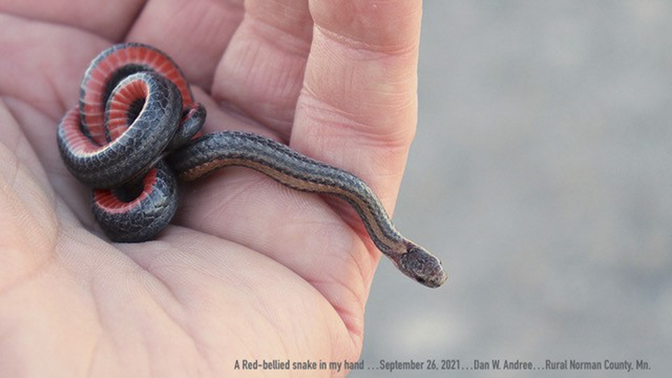 Minnesota Seasons - redbelly snake