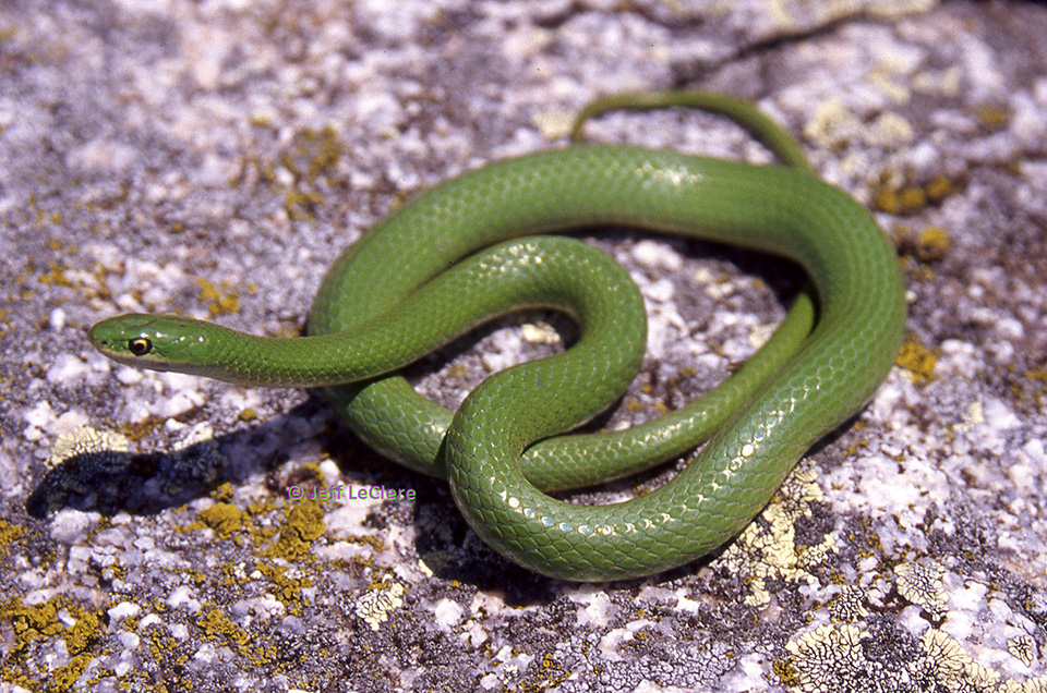 reptiles green snakes