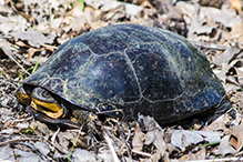 Blanding’s turtle