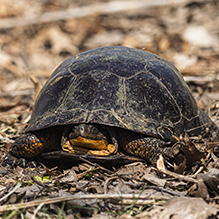 Blanding’s turtle