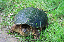 common snapping turtle common snapping turtle