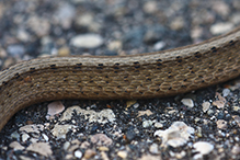 Dekay’s Brownsnake Dekay’s Brownsnake