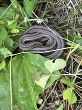 Dekay’s Brownsnake Dekay’s Brownsnake