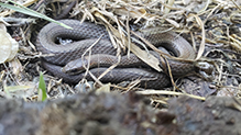 Dekay’s Brownsnake Dekay’s Brownsnake