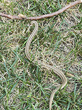 Dekay’s Brownsnake