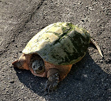 common snapping turtle
