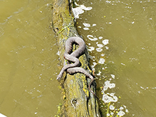 common watersnake