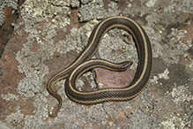 lined snake
